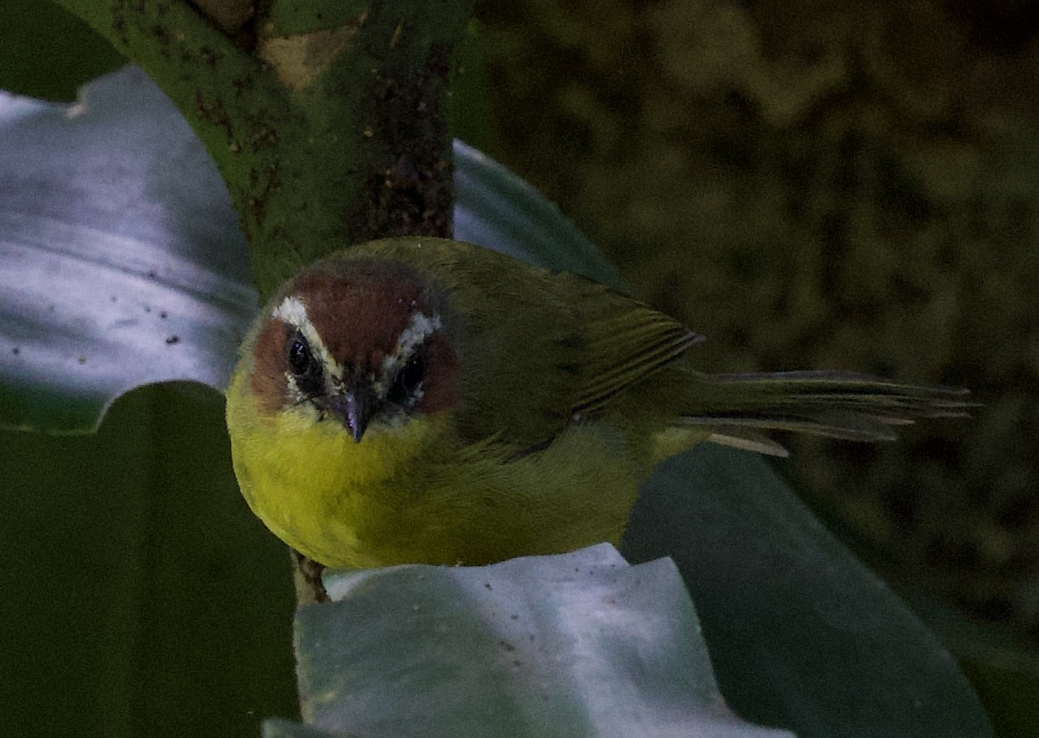Chestnut-capped Warbler - ML641436948