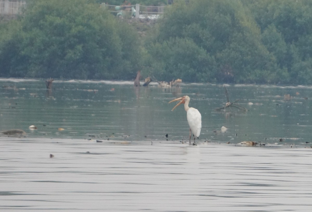 malaystork - ML641436955