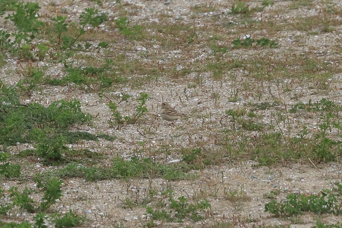 Greater Short-toed Lark - ML641436962