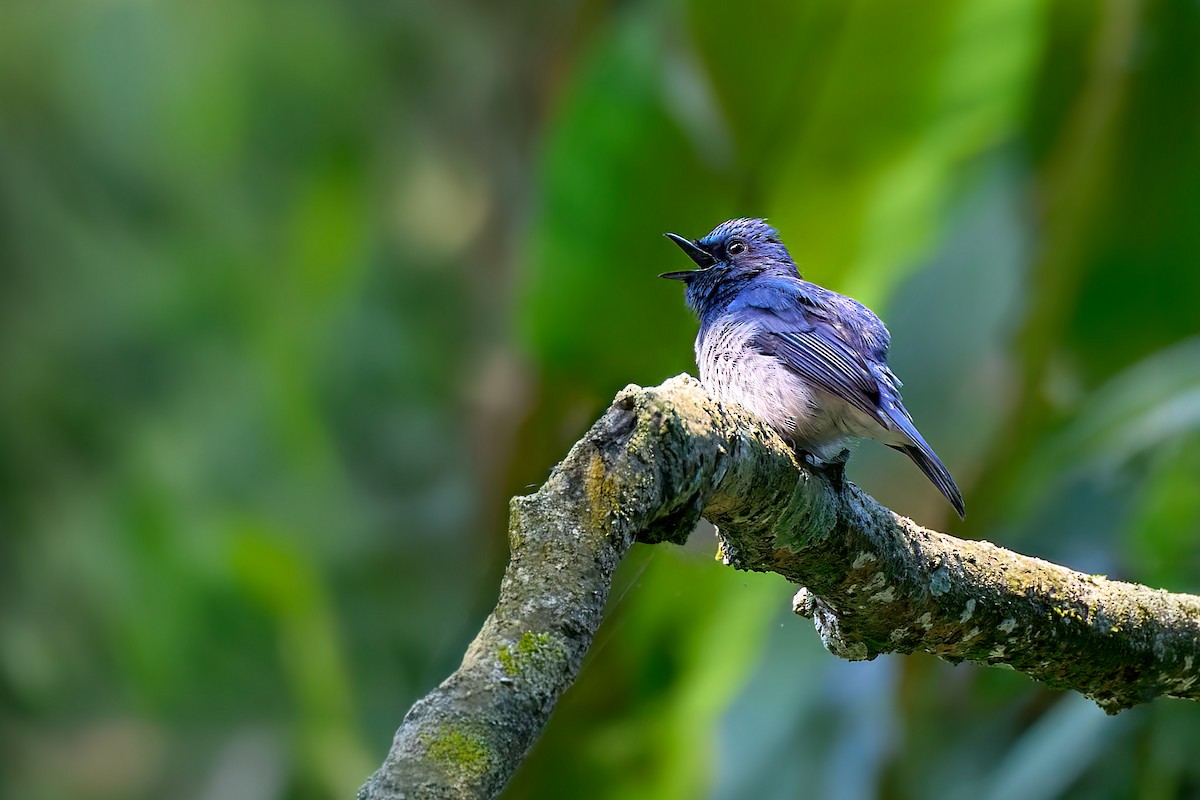 Hainan Blue Flycatcher - ML641436977