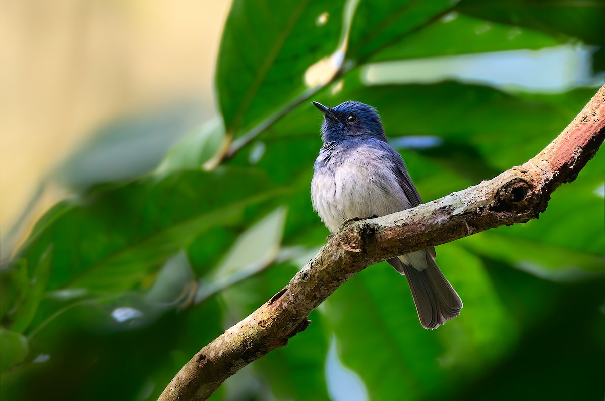 Hainan Blue Flycatcher - ML641436978