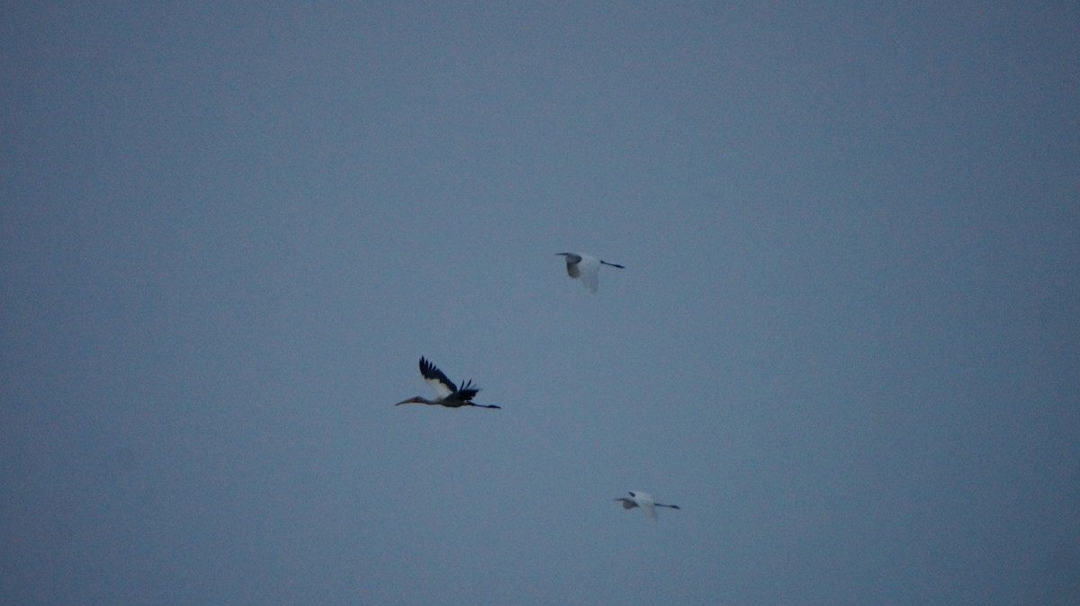 malaystork - ML641436989