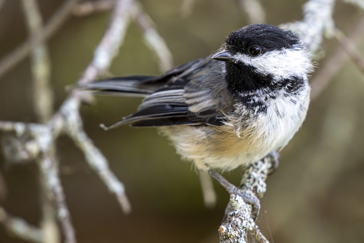 Black-capped Chickadee - ML641437011