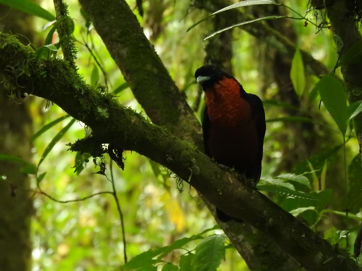 Red-ruffed Fruitcrow - ML641437030