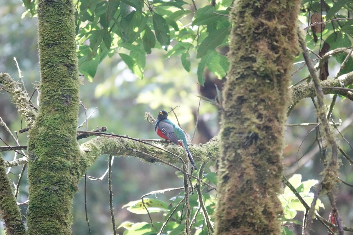 Trogon rosalba - ML641437069