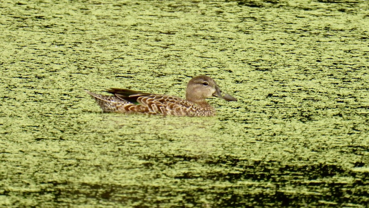 Blue-winged Teal - ML641437090