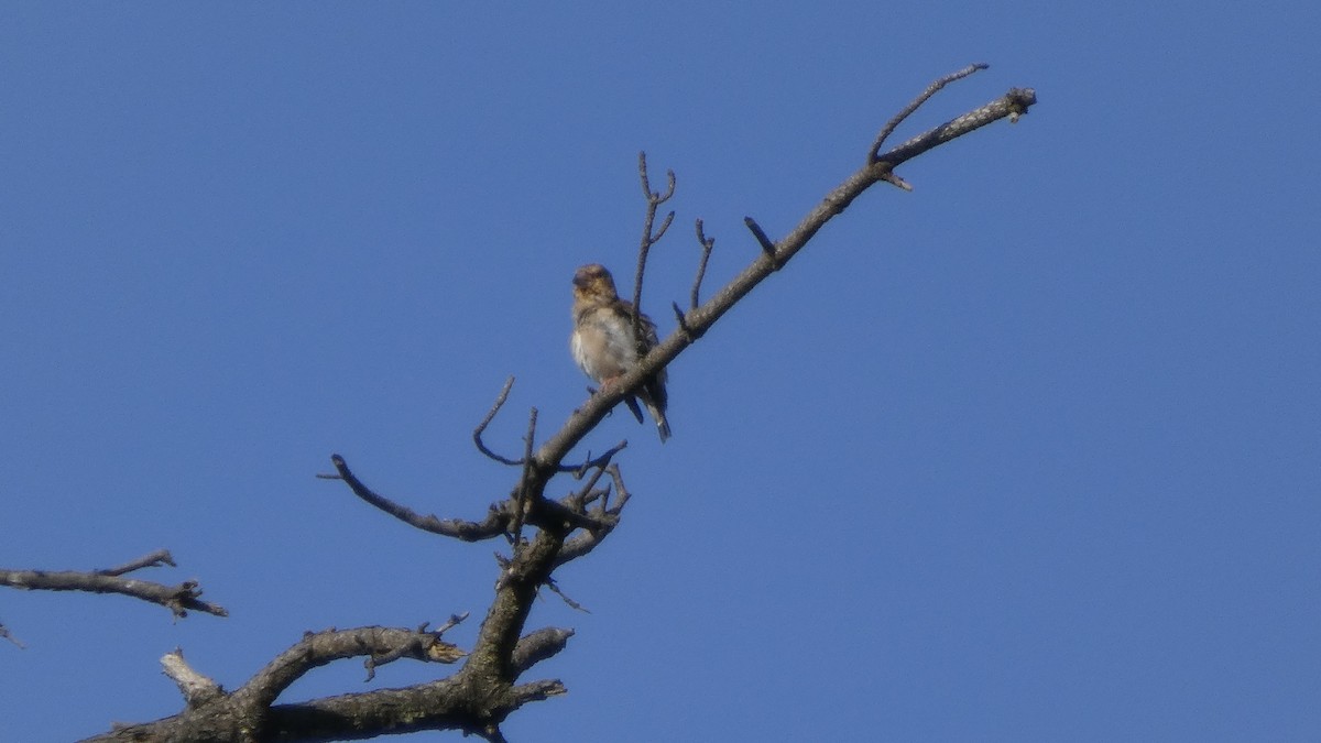 Hawfinch - ML641437111