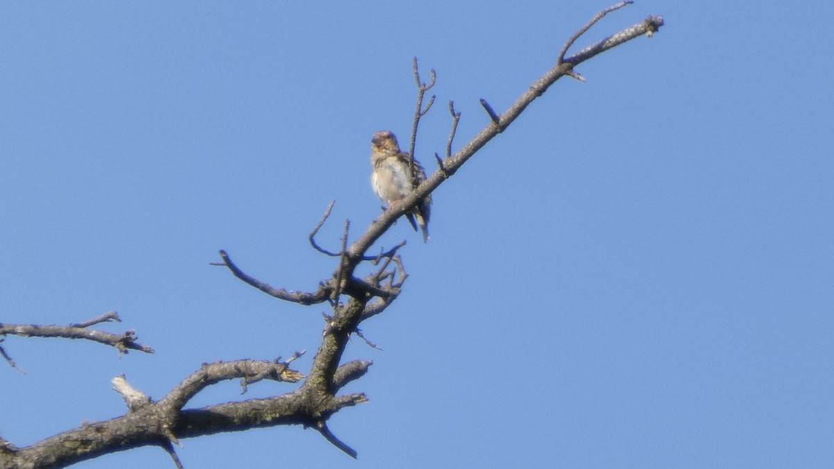 Hawfinch - ML641437113