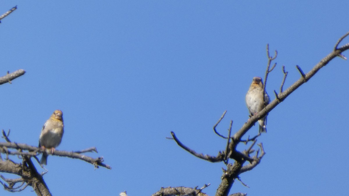 Hawfinch - ML641437114