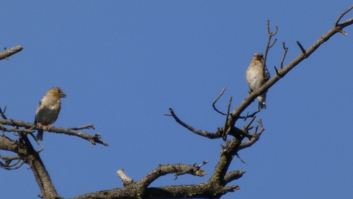 Hawfinch - ML641437115
