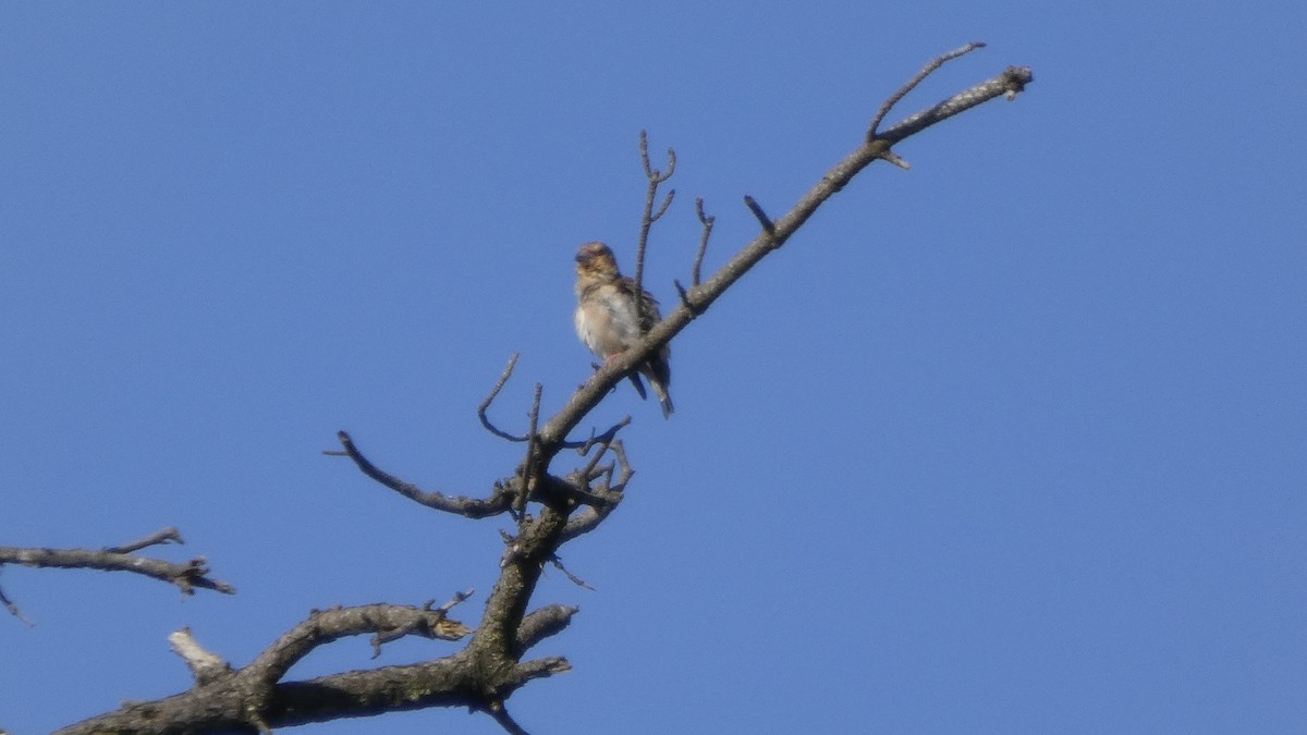 Hawfinch - ML641437116