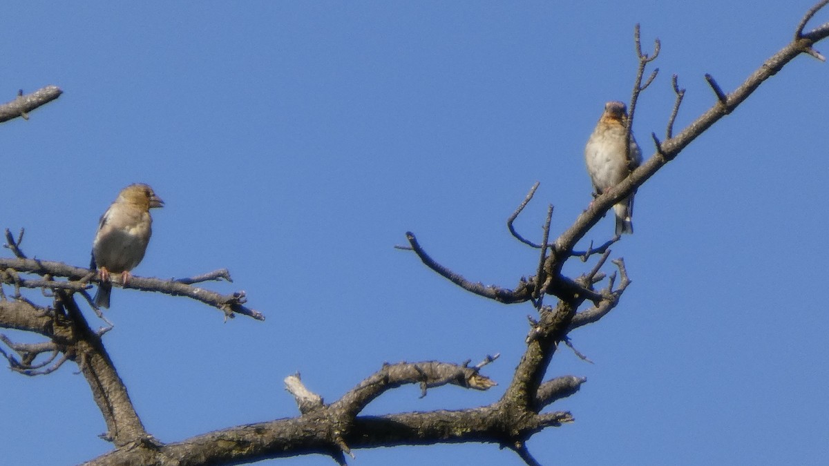 Hawfinch - ML641437117