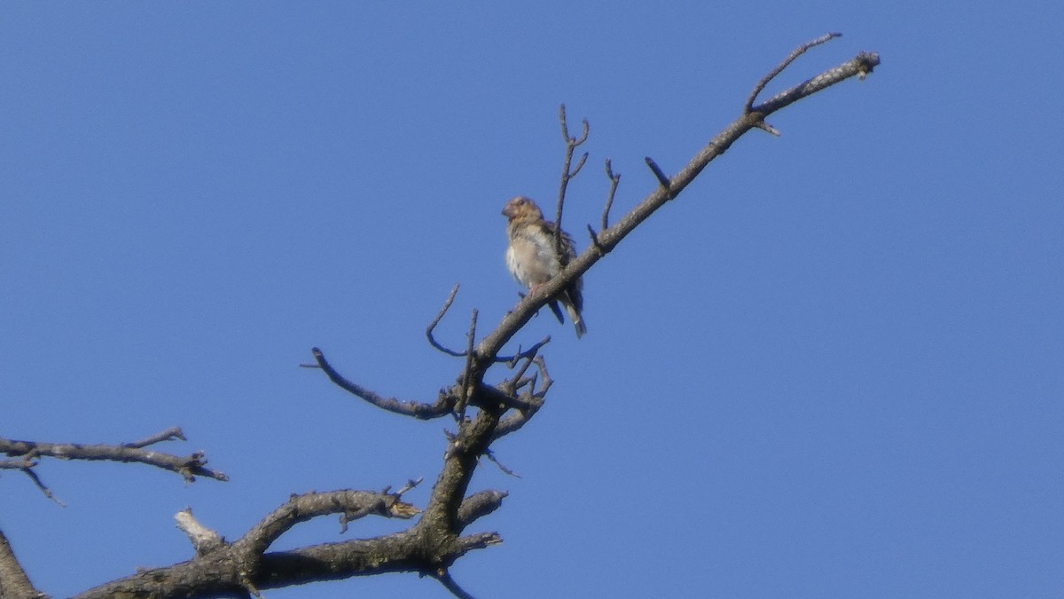 Hawfinch - ML641437118