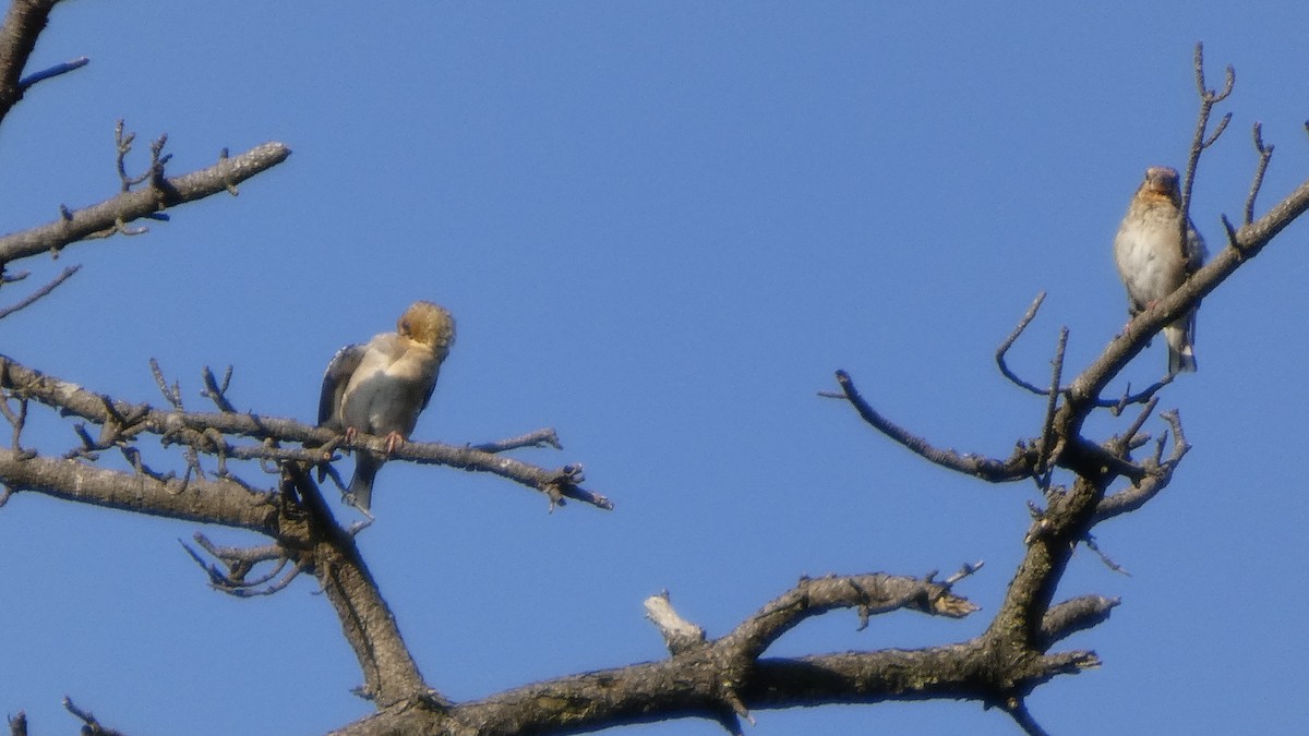 Hawfinch - ML641437119