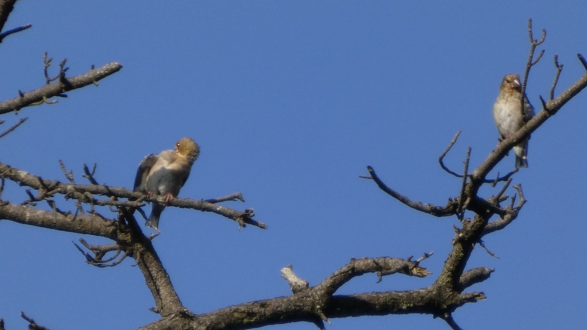 Hawfinch - ML641437120