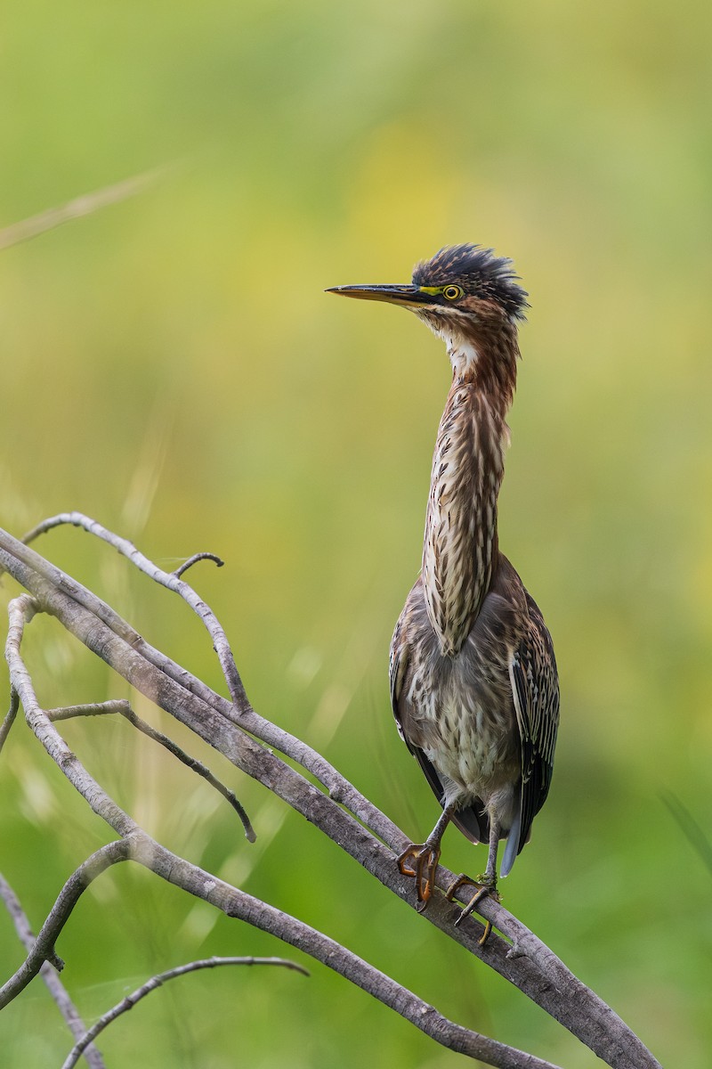 Green Heron - ML641437126