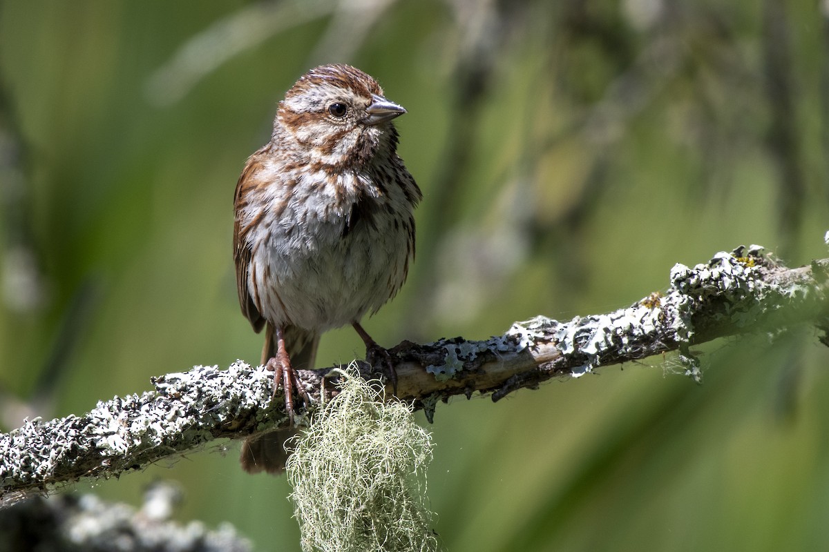 Song Sparrow - ML641437133