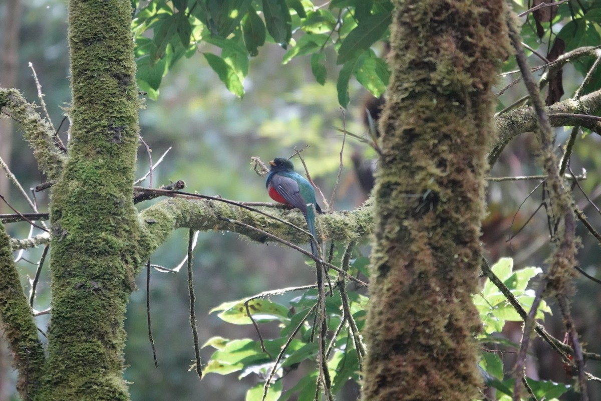 Trogon rosalba - ML641437136