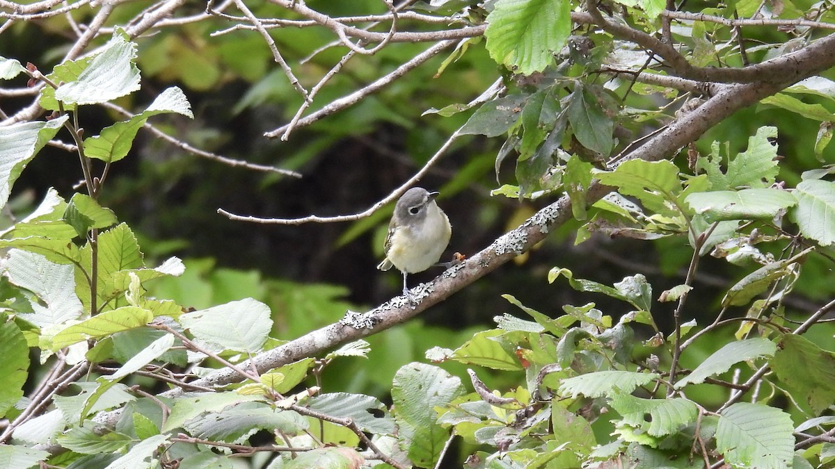 Blue-headed Vireo - ML641437138