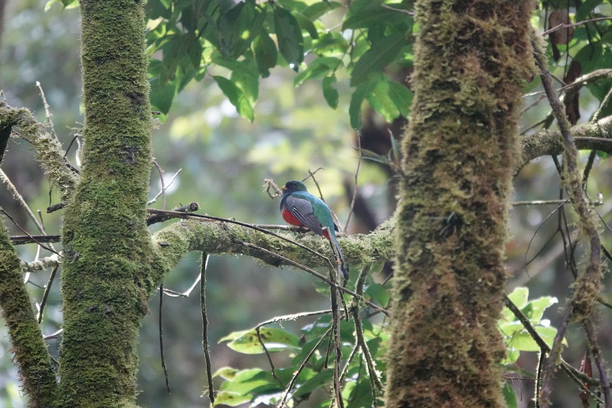 Trogon rosalba - ML641437139