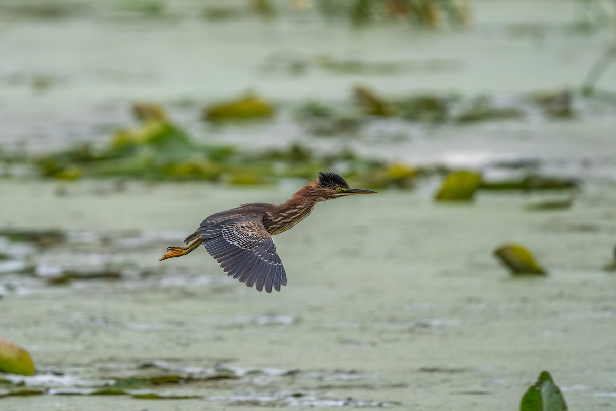 Green Heron - ML641437141