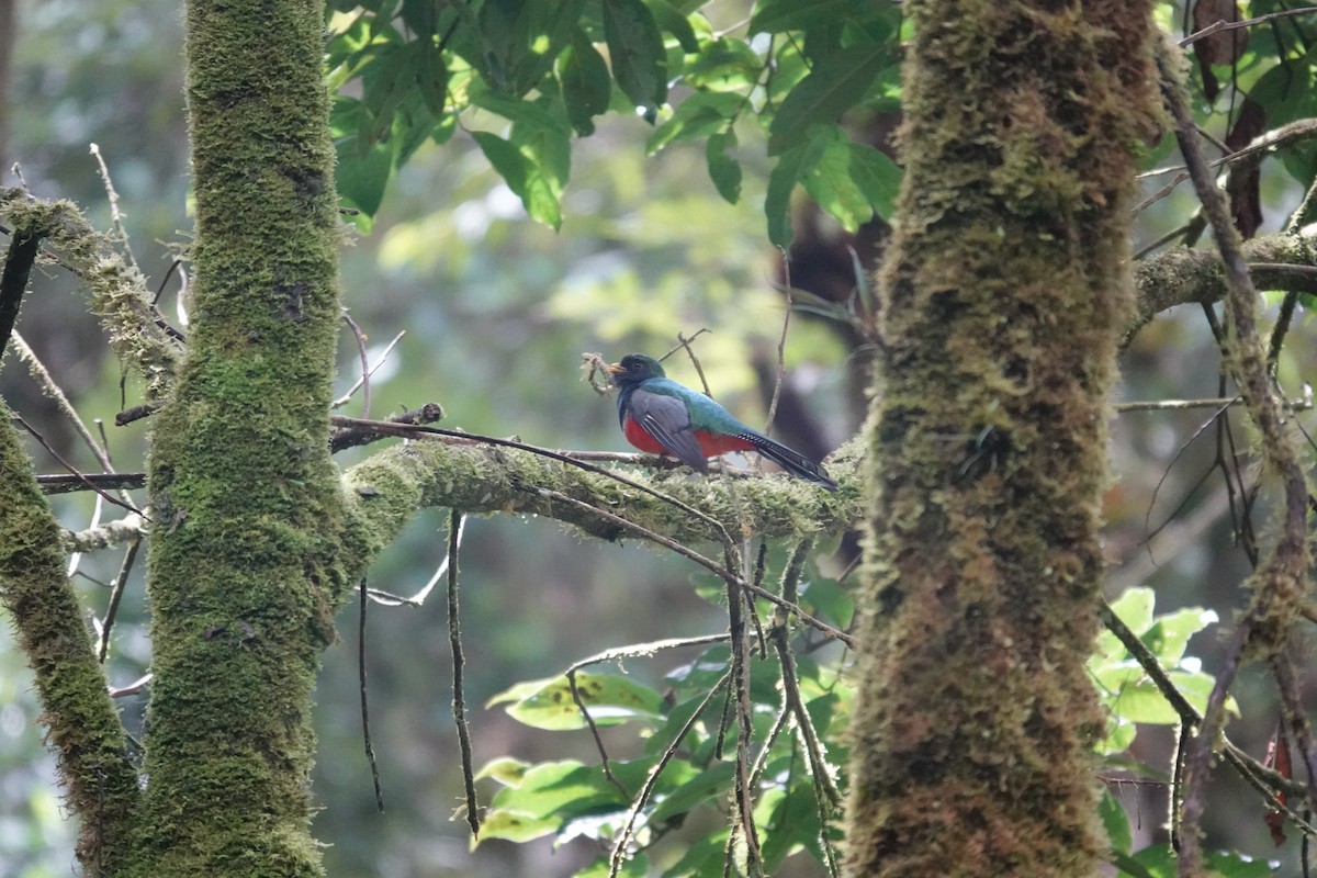Trogon rosalba - ML641437150