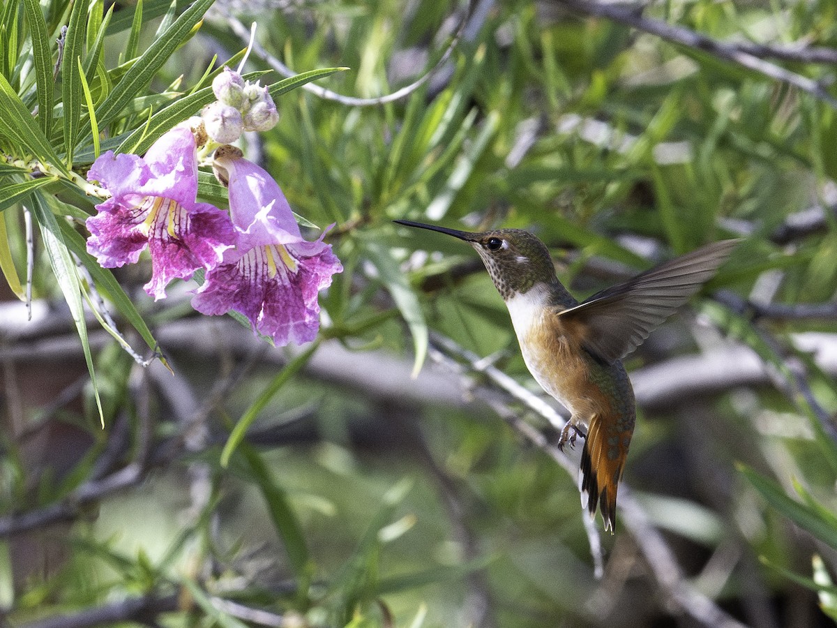 Rufous Hummingbird - ML641437157