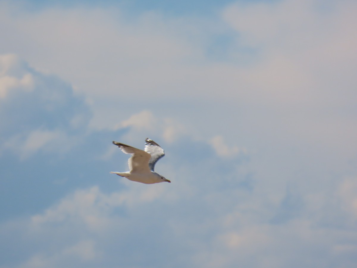 שחף עיטי - ML641437159