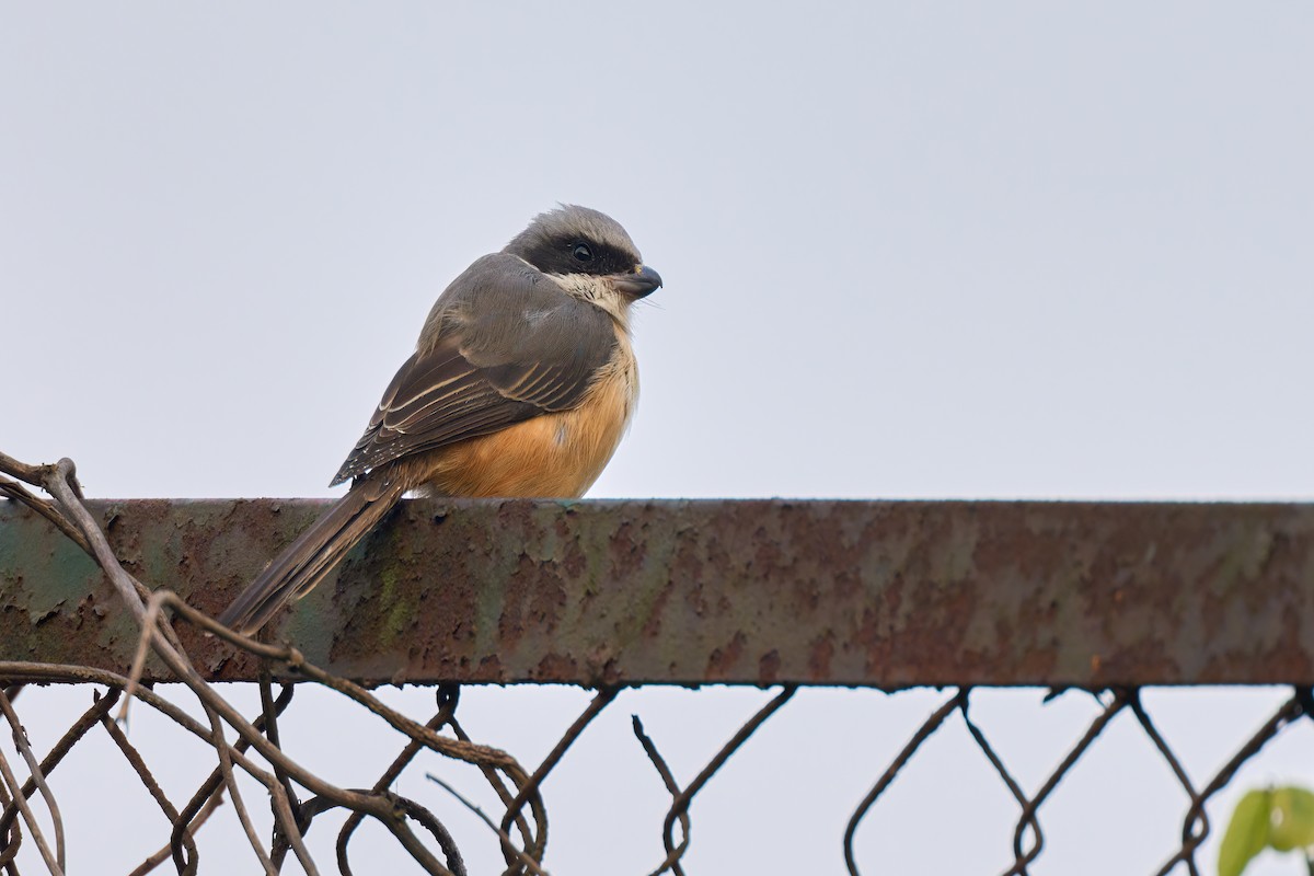 Gray-backed Shrike - ML641437174