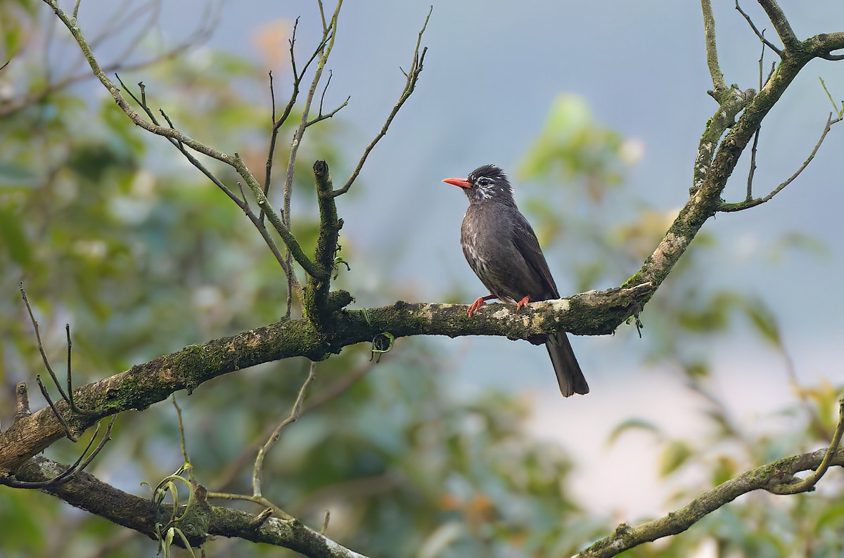 Black Bulbul - ML641437179