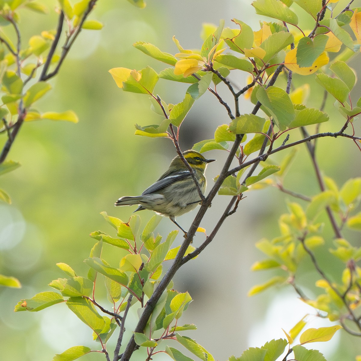 Townsend's Warbler - ML641437183