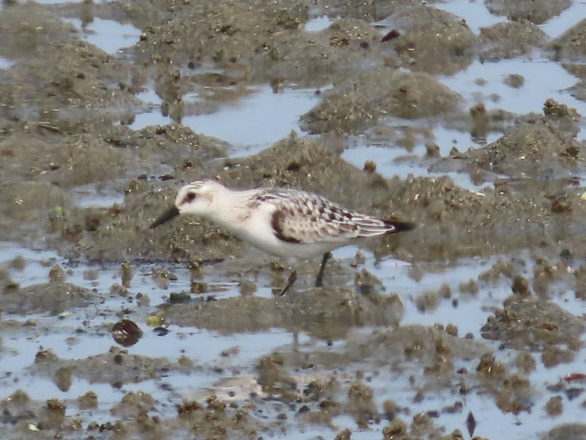 Sanderling - ML641437205