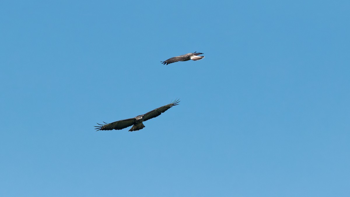 Common Buzzard - ML641437236