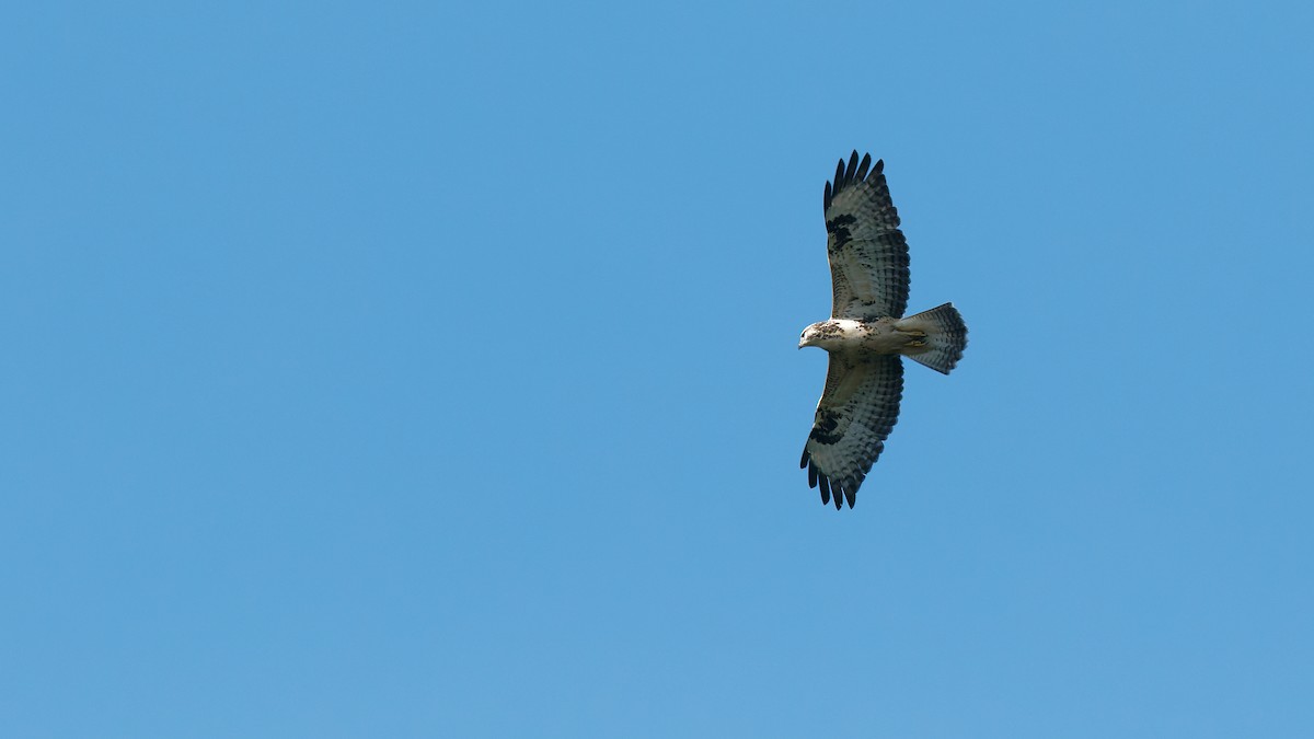 Common Buzzard - ML641437237