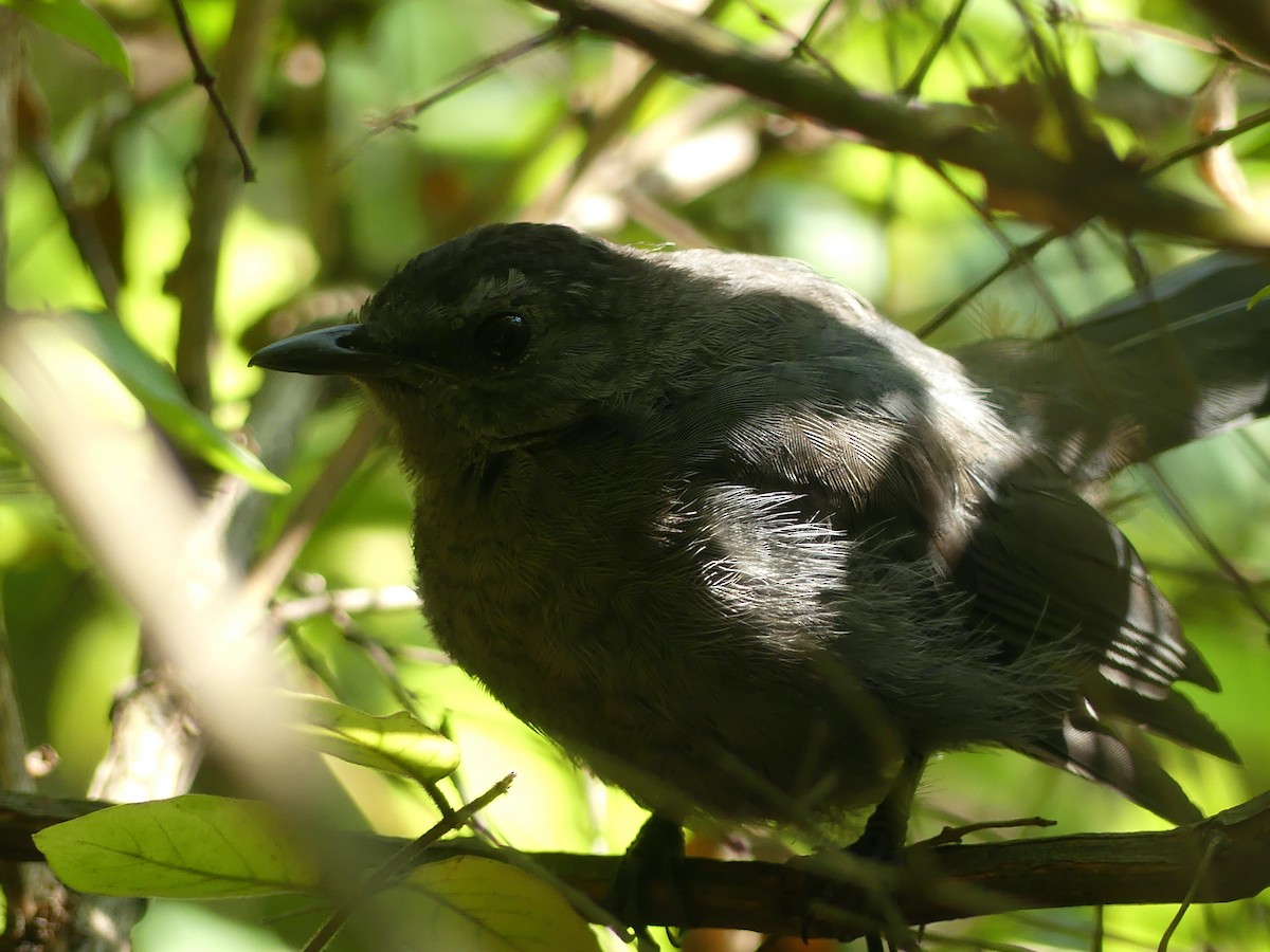 Gray Catbird - ML641437247