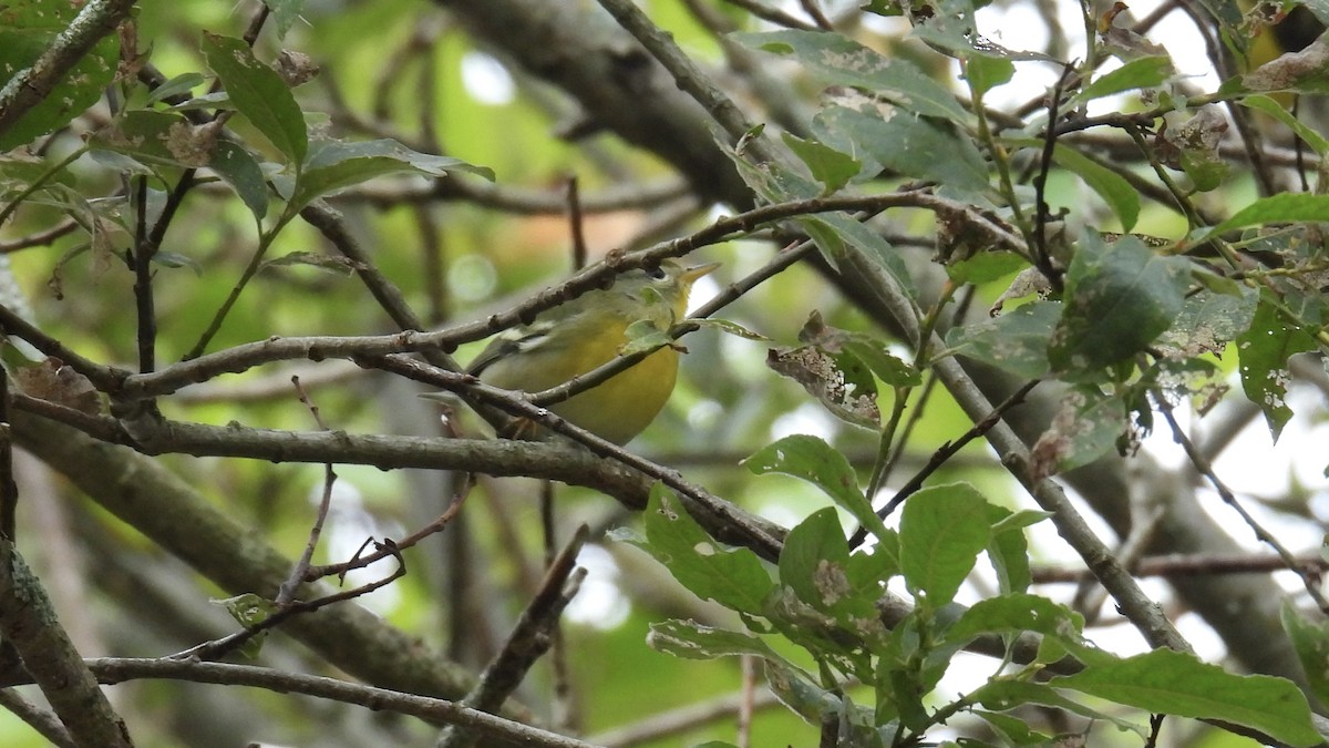 Northern Parula - ML641437256