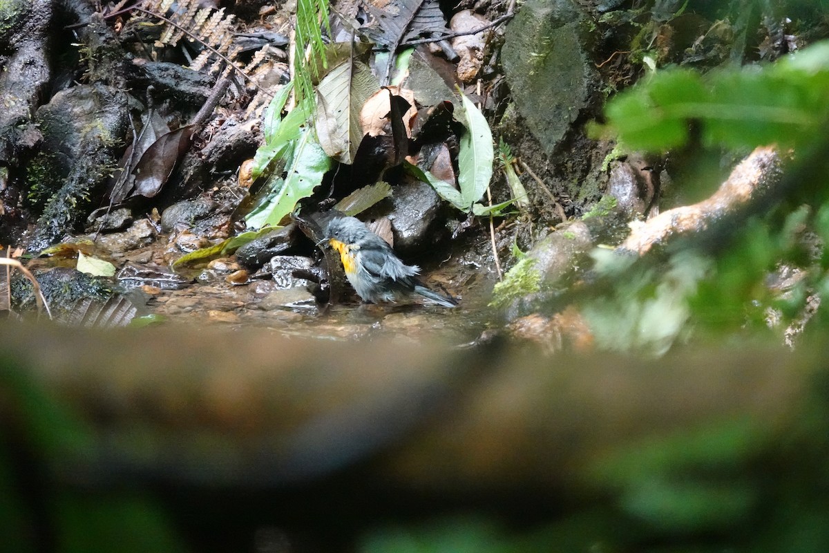 flammeparula - ML641437268