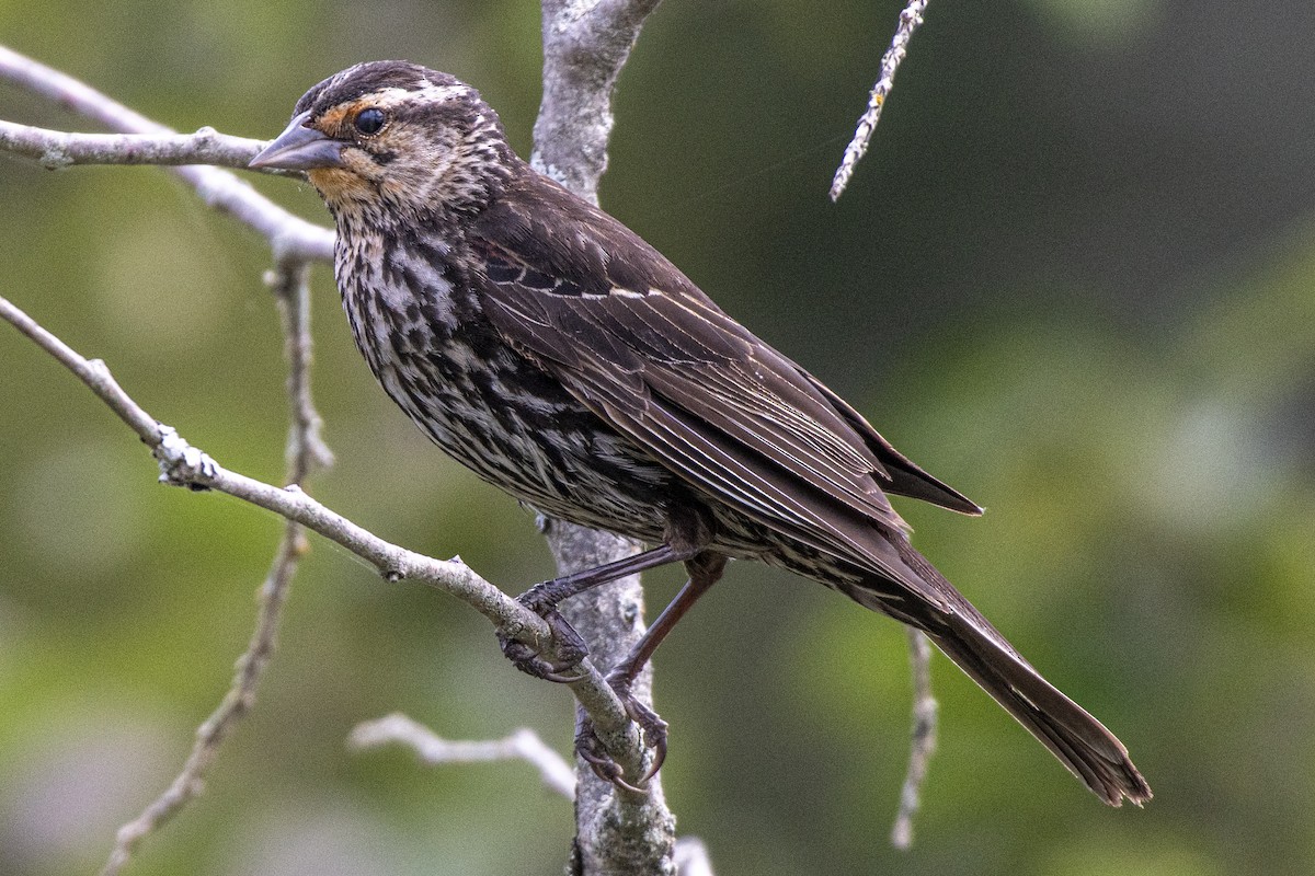 Red-winged Blackbird - ML641437270