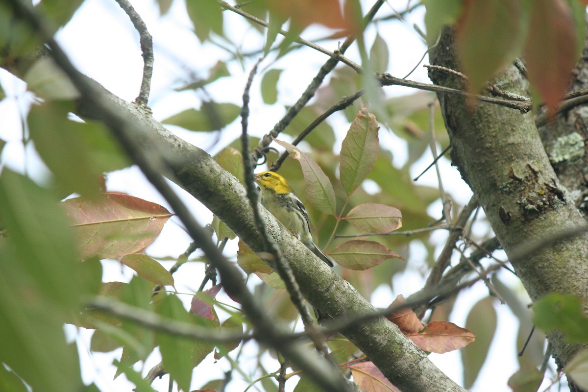 Black-throated Green Warbler - ML641437275