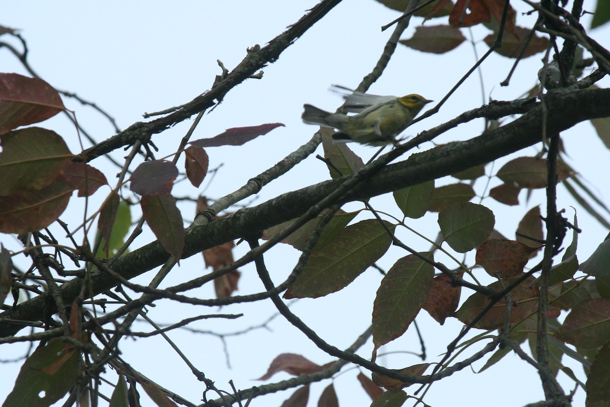 Black-throated Green Warbler - ML641437276