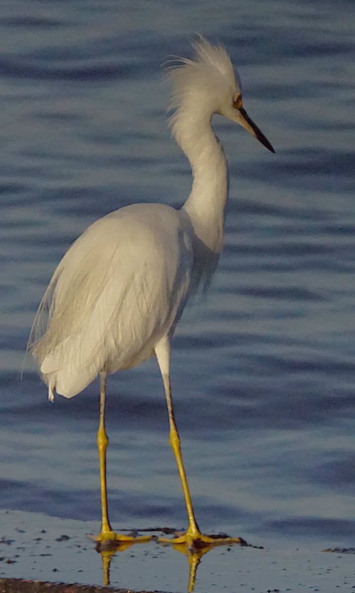 Snowy Egret - ML641437278