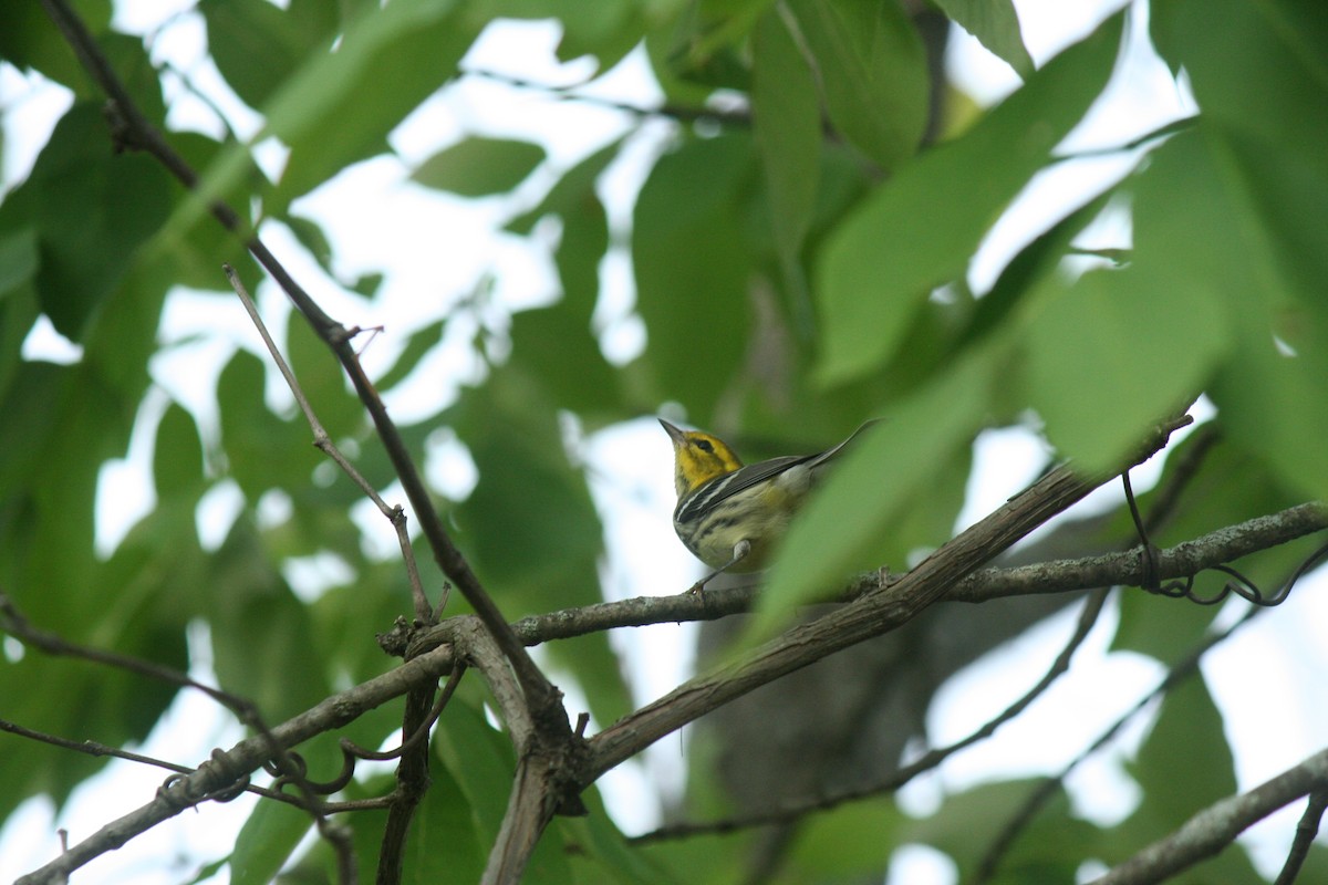 Black-throated Green Warbler - ML641437279