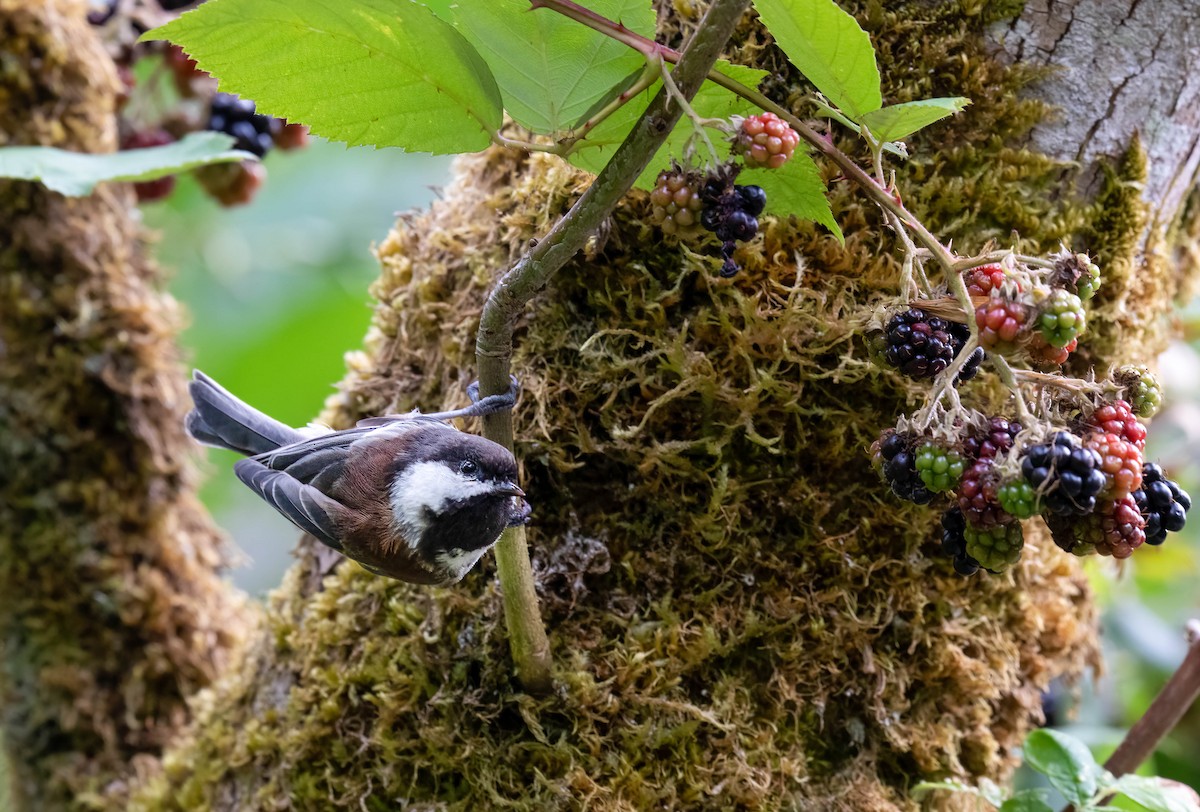Chestnut-backed Chickadee - ML641437280