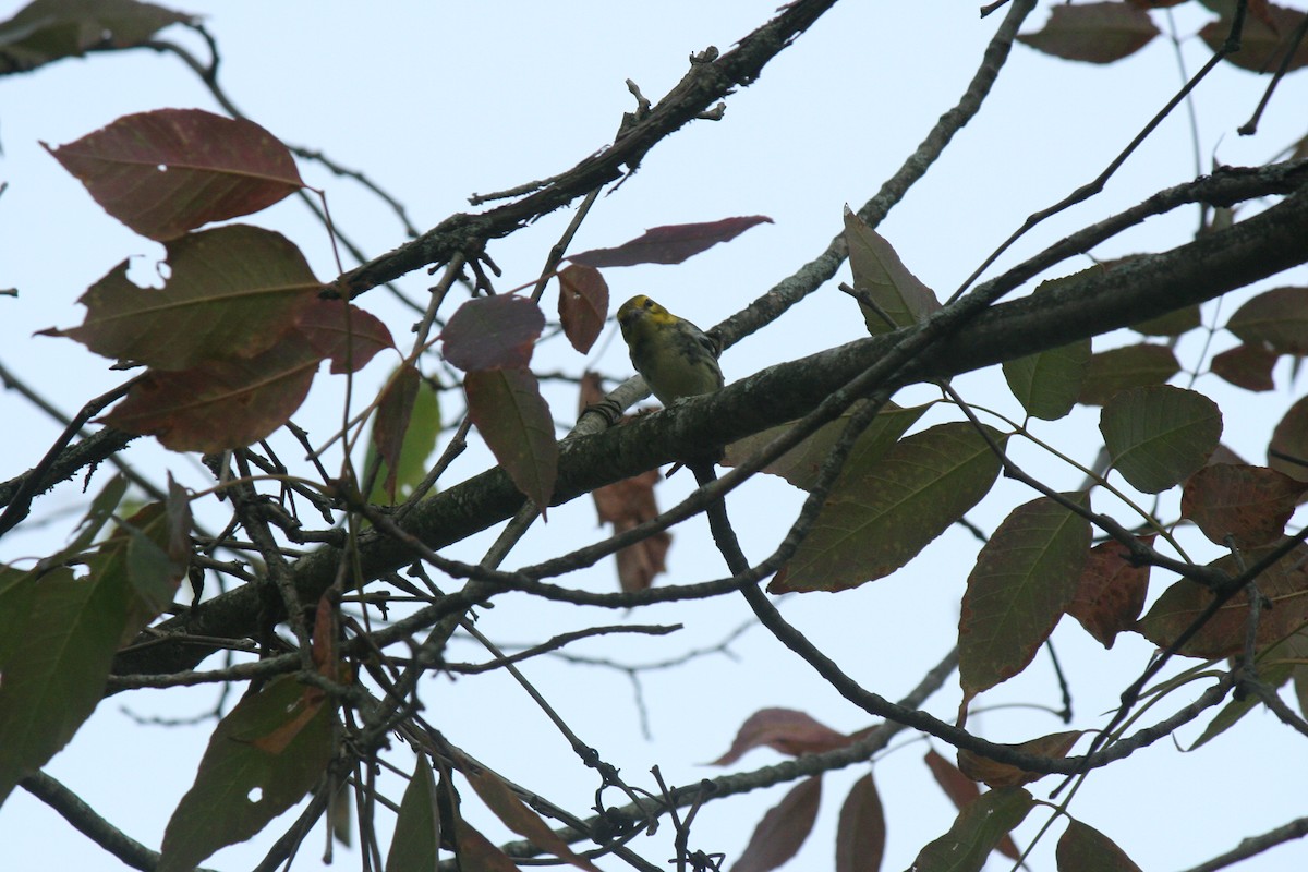Black-throated Green Warbler - ML641437281