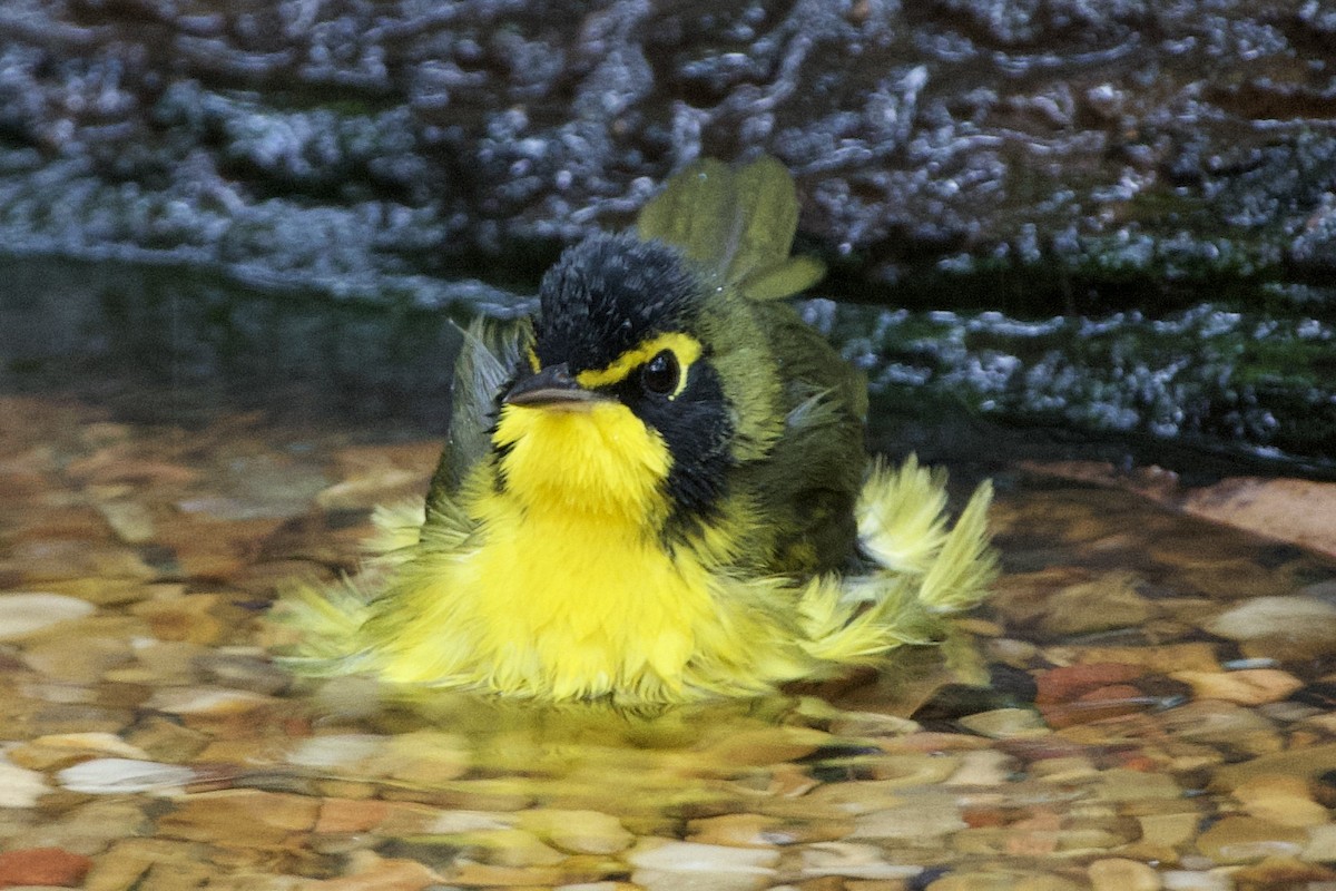 Kentucky Warbler - ML641437282