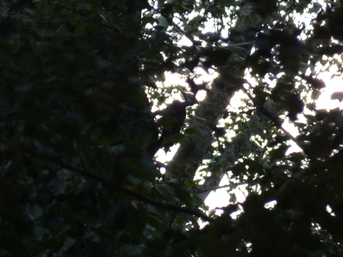 Pileated Woodpecker - ML641437283
