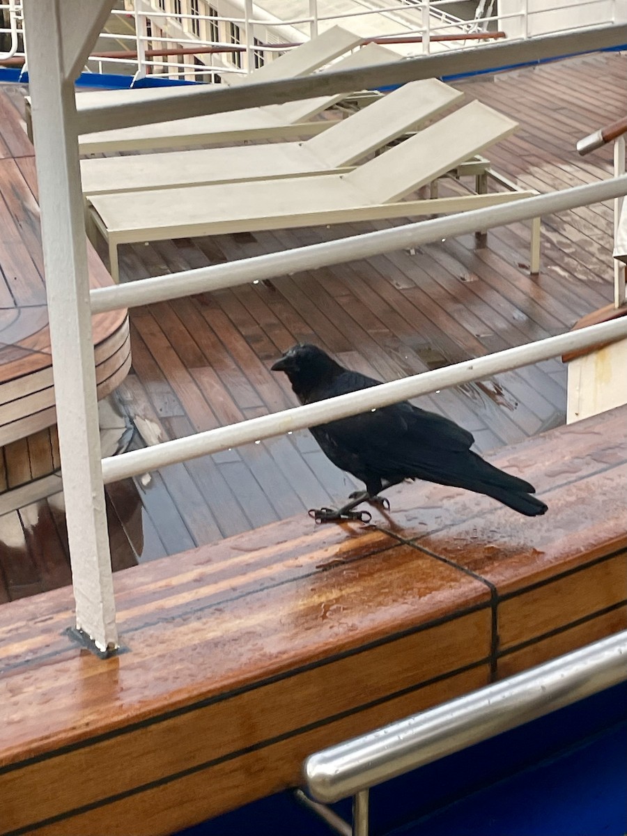 American Crow - ML641437285
