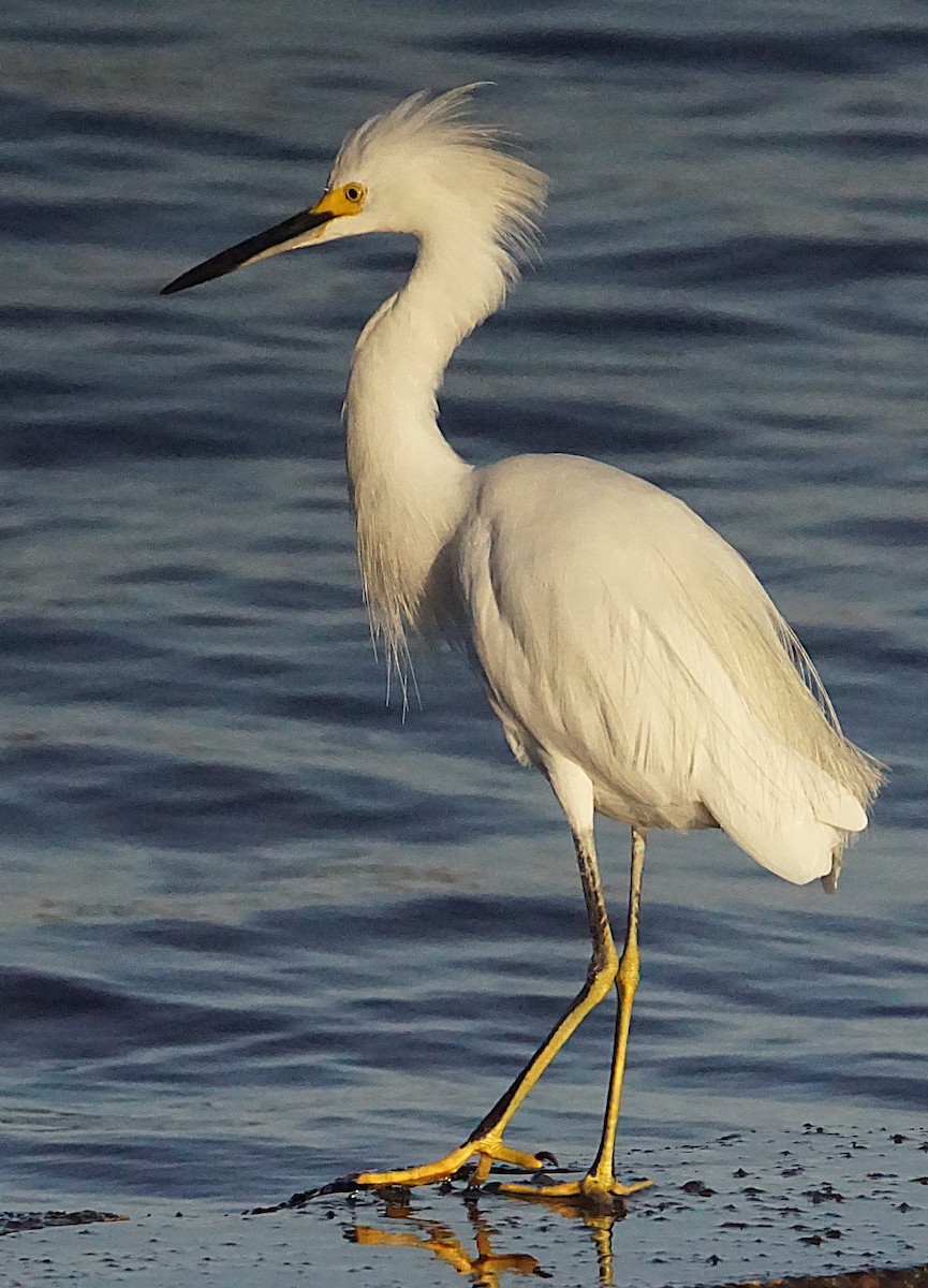Snowy Egret - ML641437287