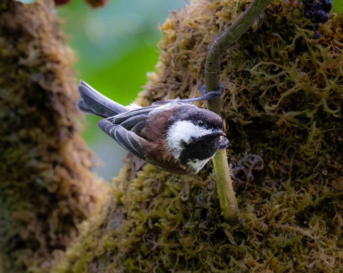 Chestnut-backed Chickadee - ML641437288