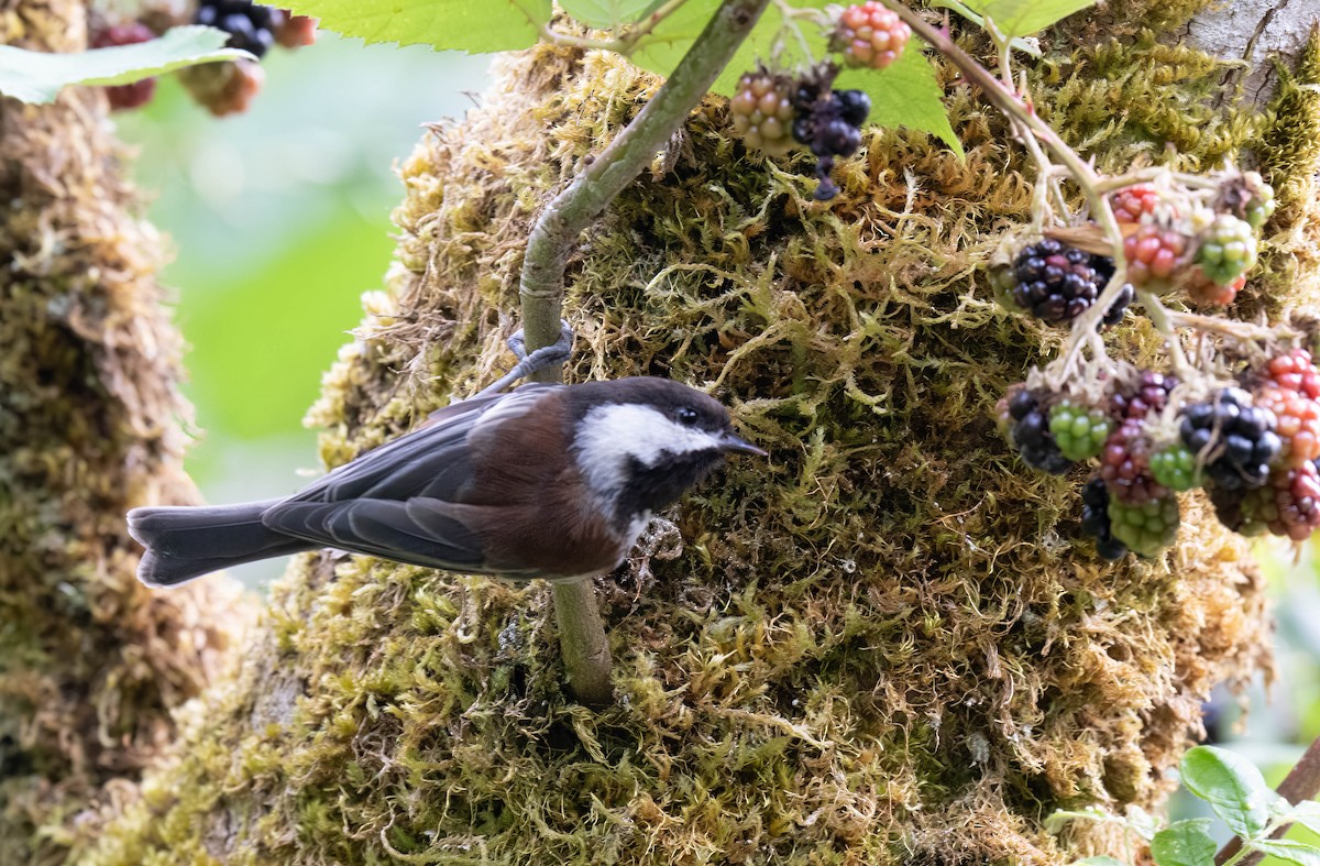 Chestnut-backed Chickadee - ML641437289